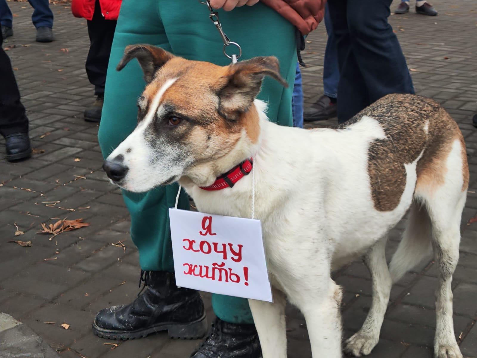 Фото 200 новосибирцев вышли на митинг против закона об умерщвлении бездомных собак 4